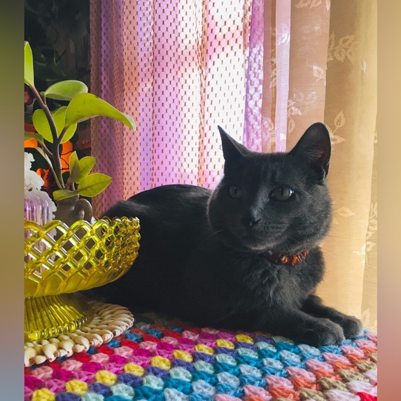 Meet your Posher, Sheena - Picture 3 of 16